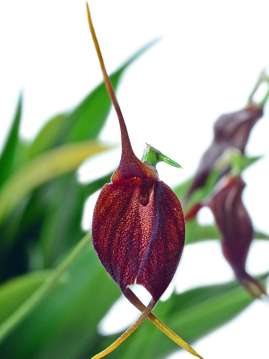 Masdevallia Morenita