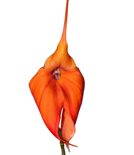 Masdevallia Mundyana