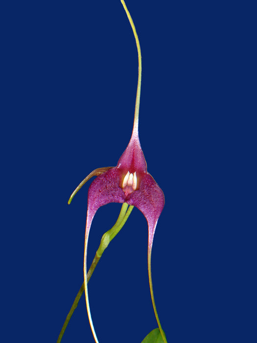 Masdevallia Paola Medina