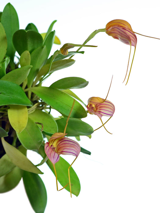 Masdevallia Peppermint Rock