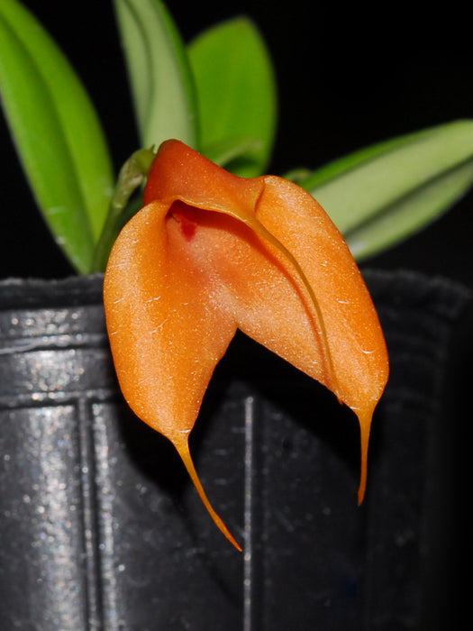 Masdevallia Stephany Vera