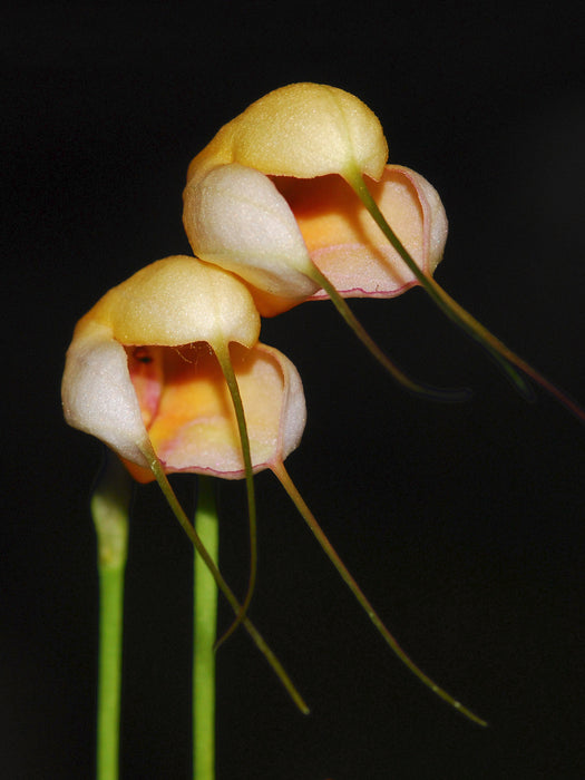 Masdevallia Swiss Medicine