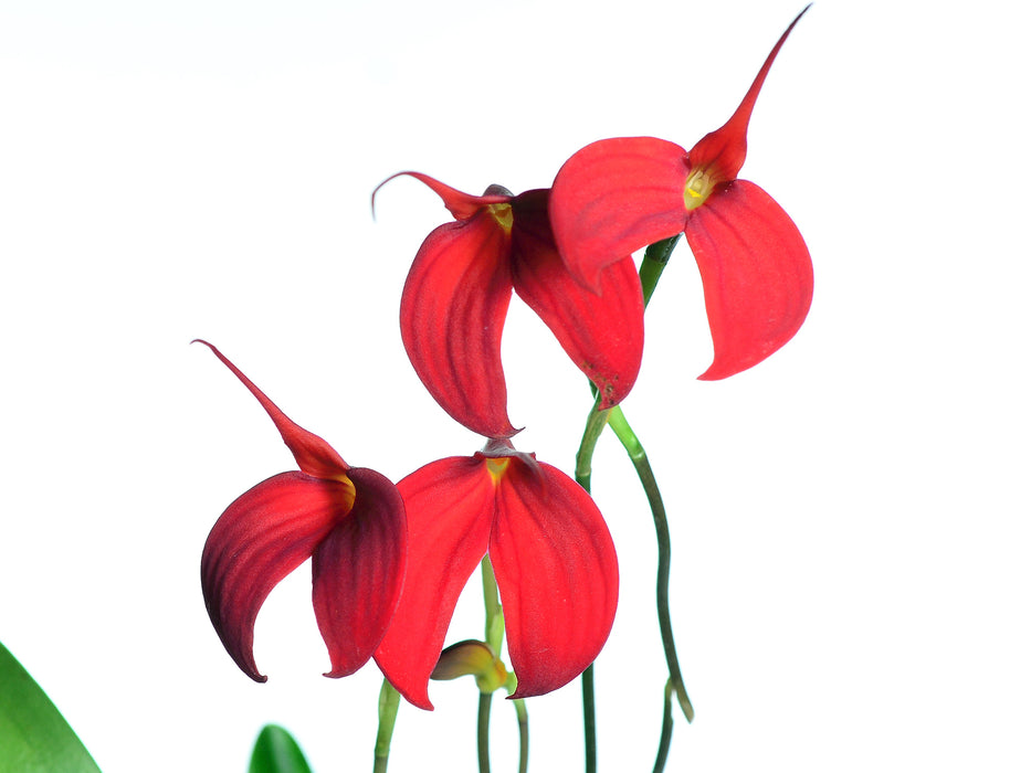 Masdevallia Tourmaline