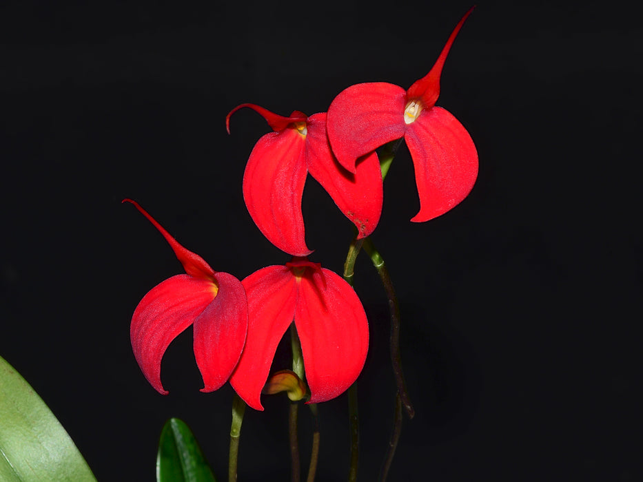 Masdevallia Tourmaline