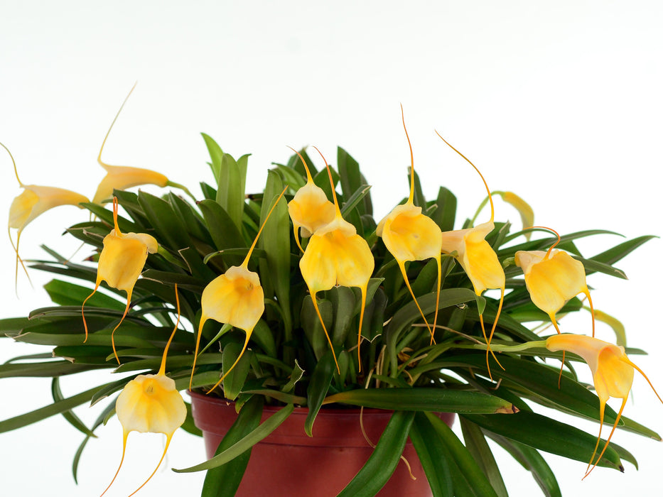 Masdevallia Ximena Neira