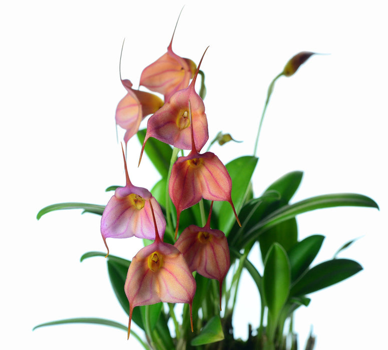 Masdevallia Marcelo Bejarano