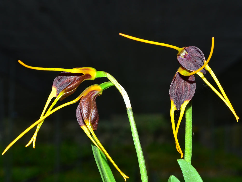 Masdevallia acrochordonia