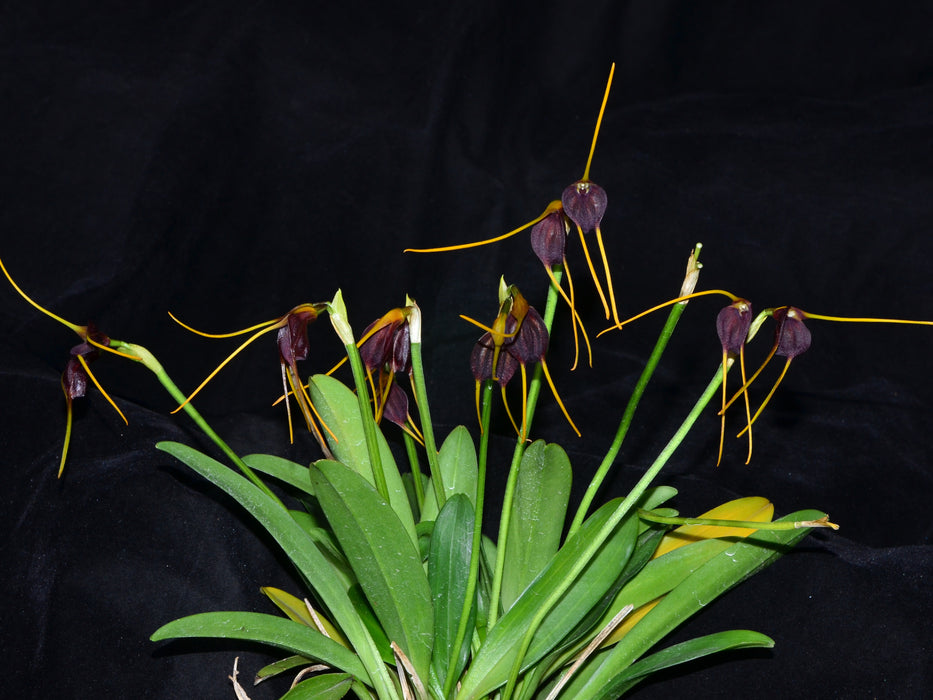 Masdevallia acrochordonia