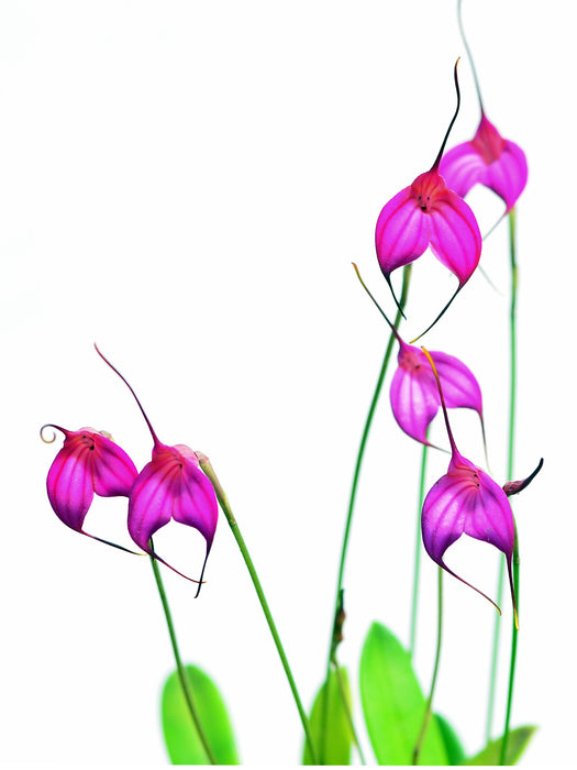 Masdevallia amabilis