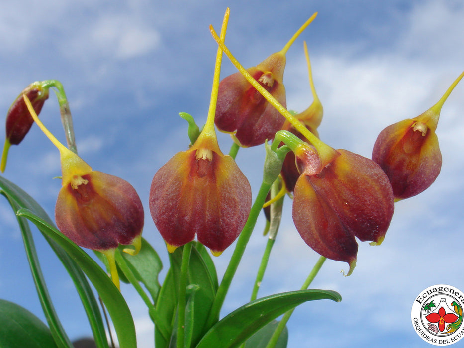 Masdevallia amplexa