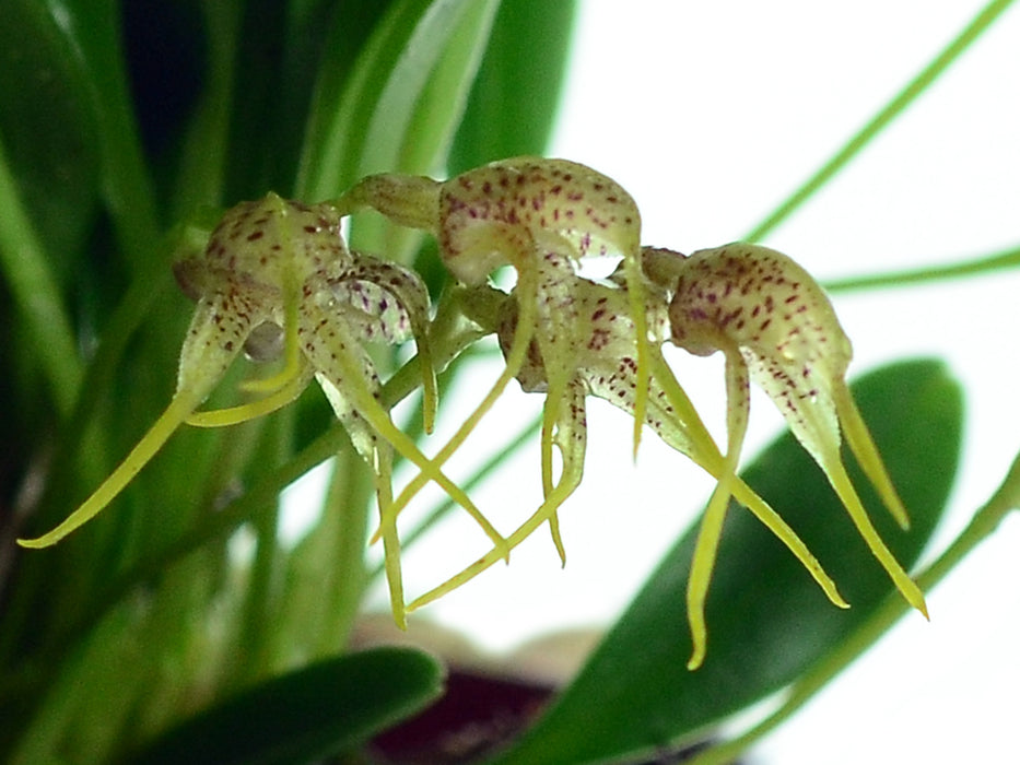 Masdevallia anceps