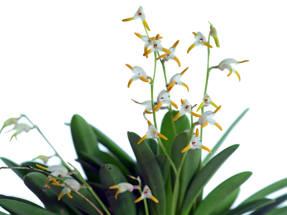 Masdevallia bulbophyllopsis alba