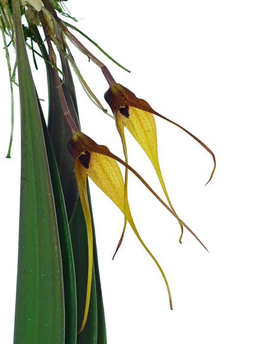 Masdevallia caesia