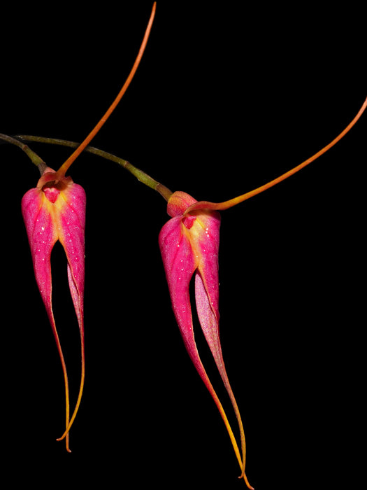 Masdevallia Cojitambo