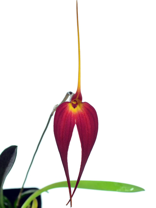 Masdevallia Cojitambo