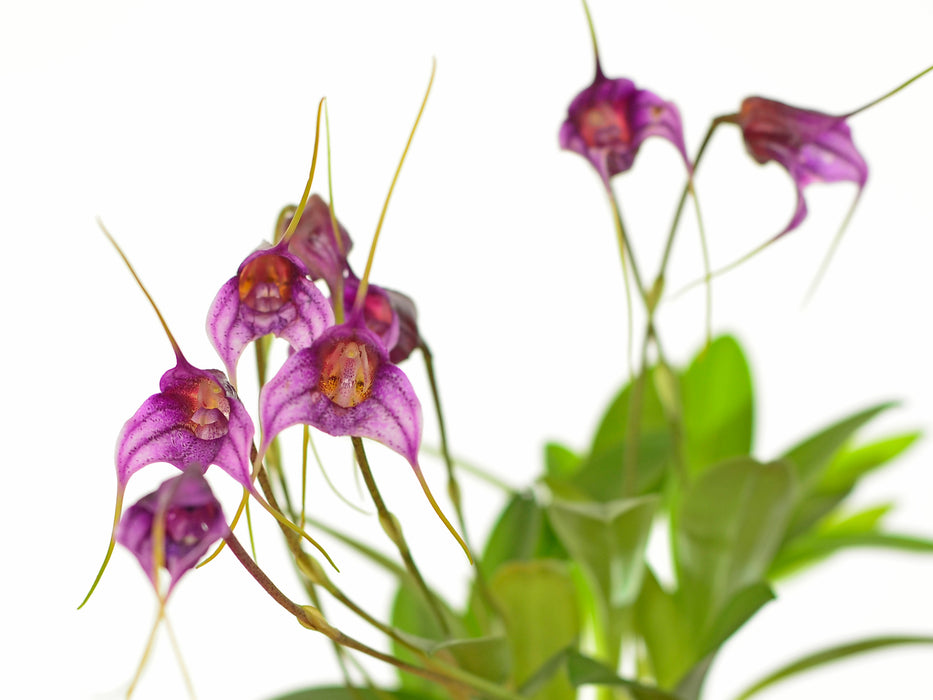 Masdevallia chaparensis 'Gigi'