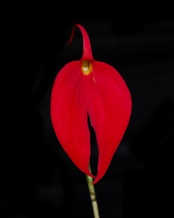 Masdevallia coccinea 'Gerardo'