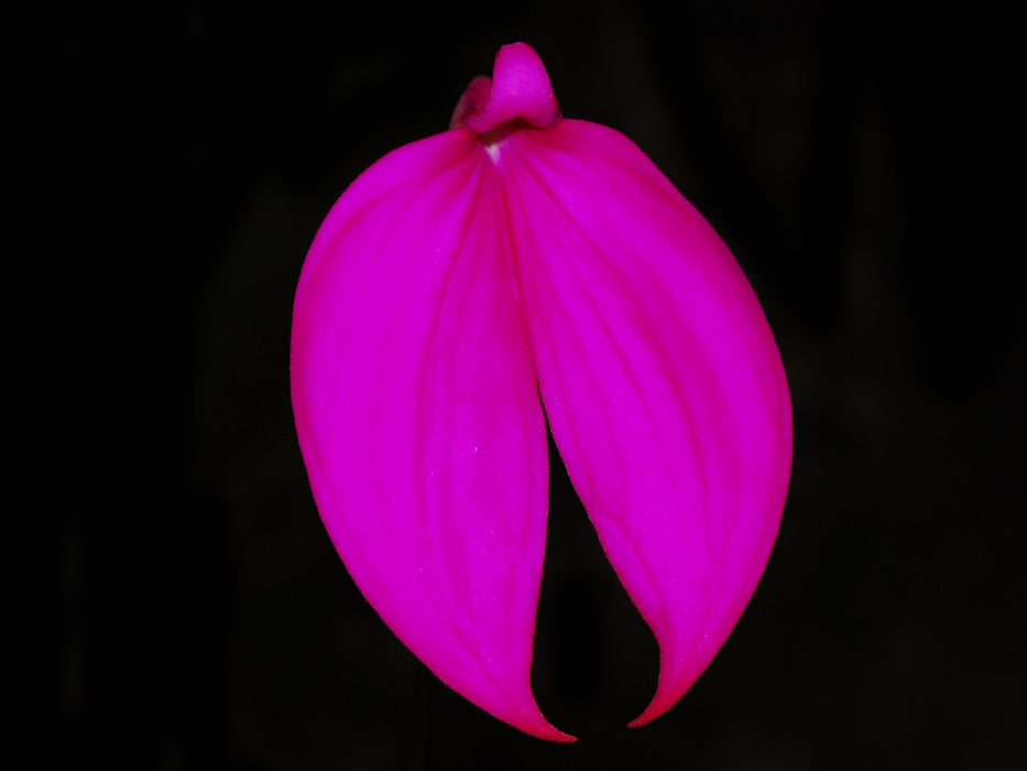 Masdevallia coccinea 'Gualaceo'