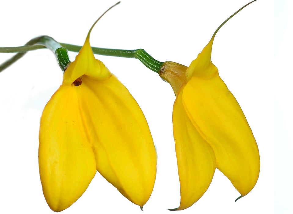 Masdevallia davisii