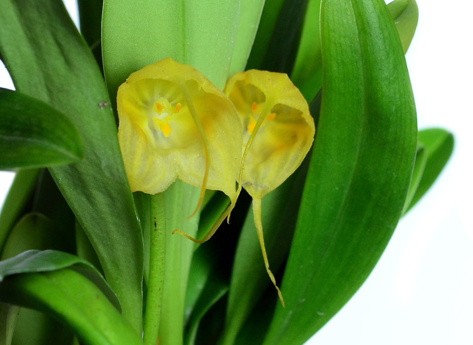 Masdevallia delhierroi