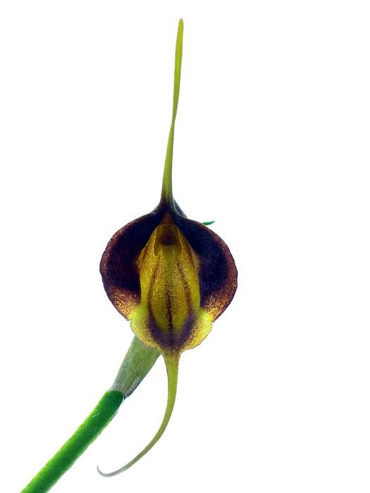 Masdevallia echo