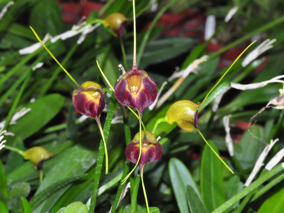 Masdevallia echo