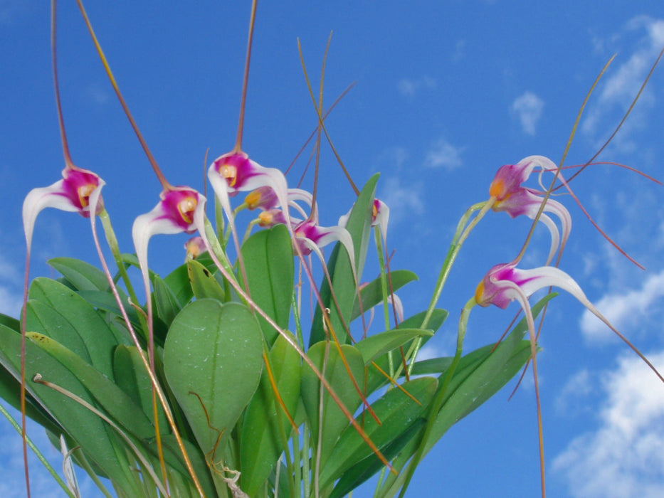 Masdevallia gilbertoi