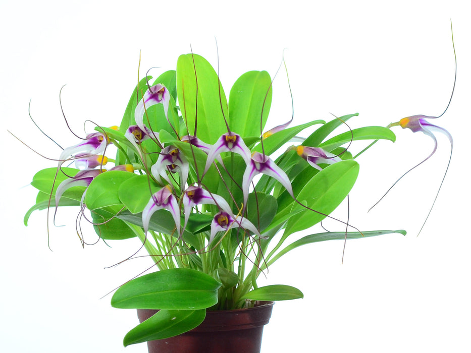 Masdevallia gilbertoi