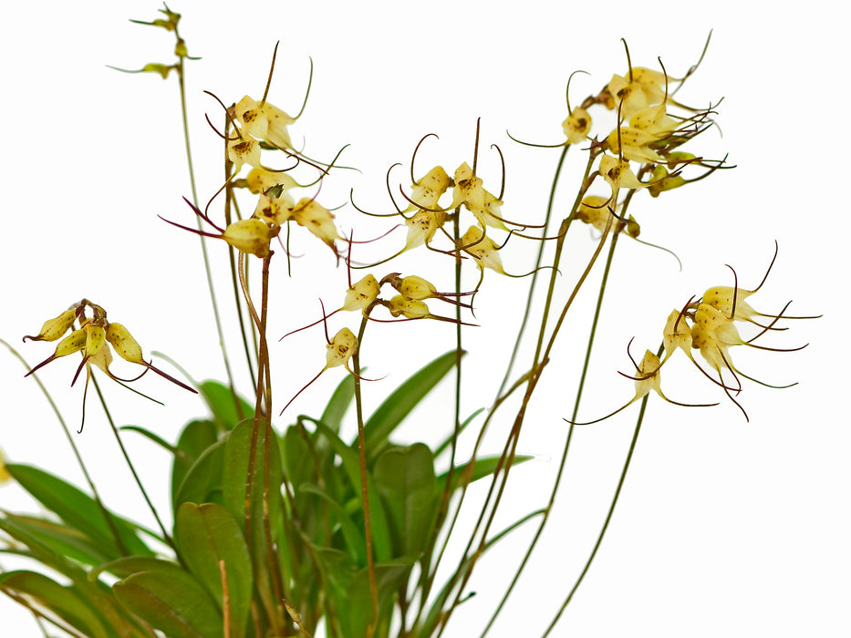 Masdevallia graminea