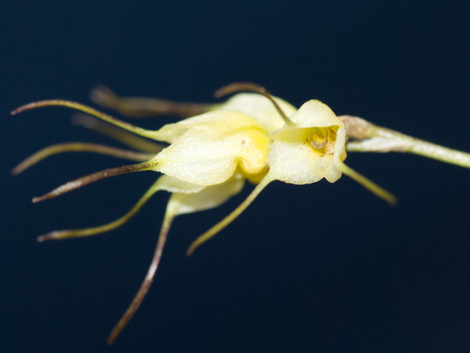 Masdevallia graminea