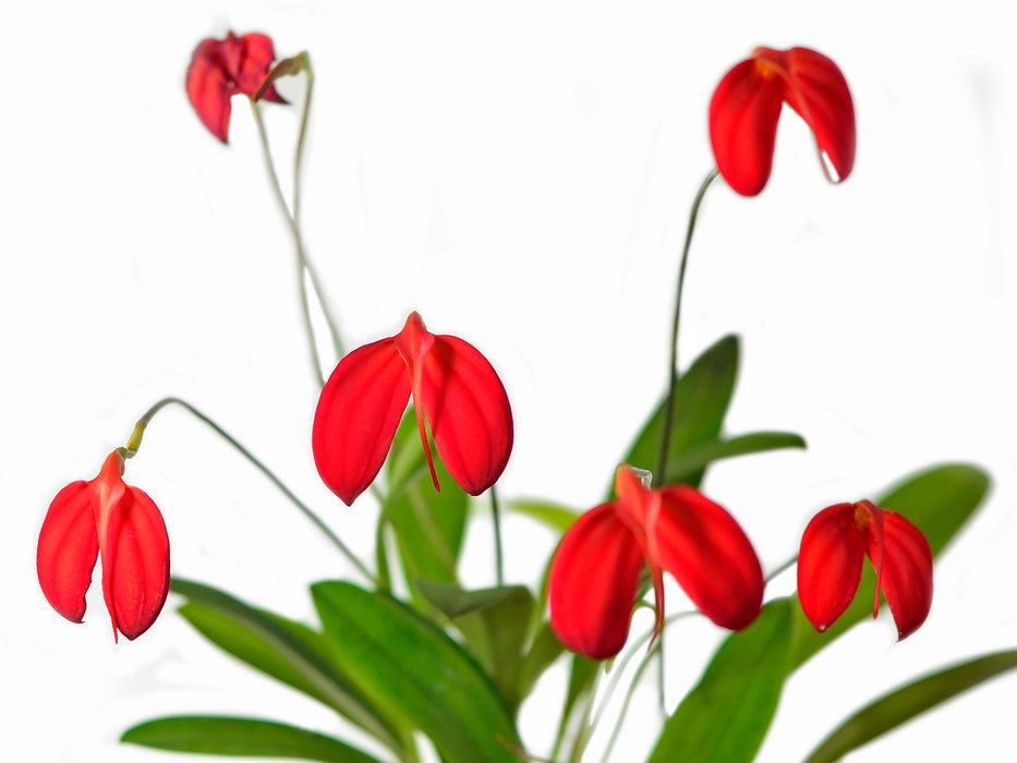 Masdevallia ignea