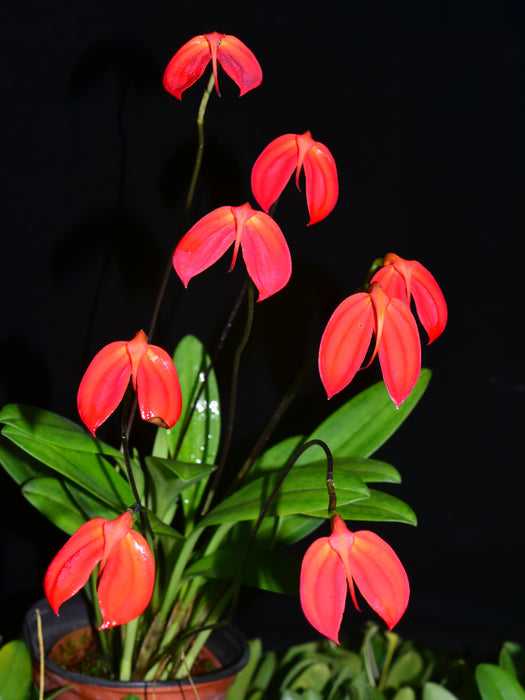 Masdevallia ignea