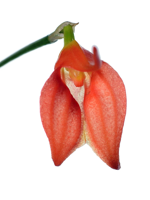 Masdevallia ingridiana