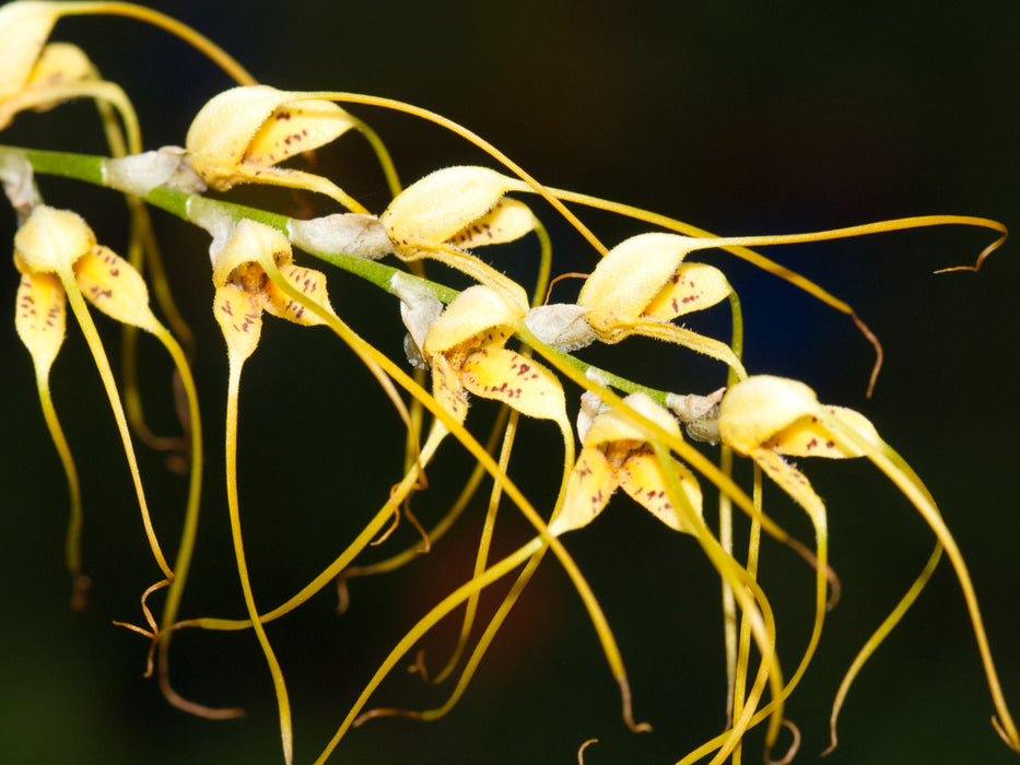 Masdevallia lehmannii