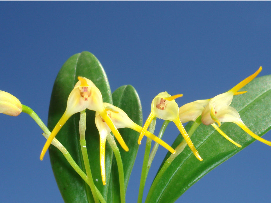 Masdevallia melanoglossa