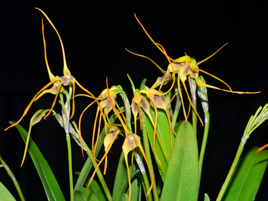 Masdevallia mezae