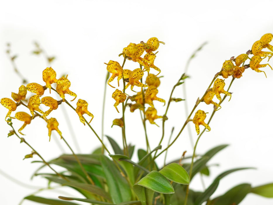 Masdevallia pachyura f. pardinella