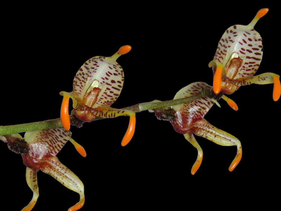 Masdevallia pachyura caudas orange