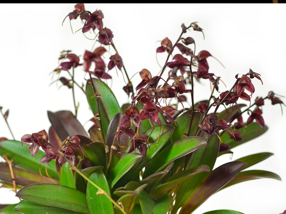 Masdevallia pachyura red