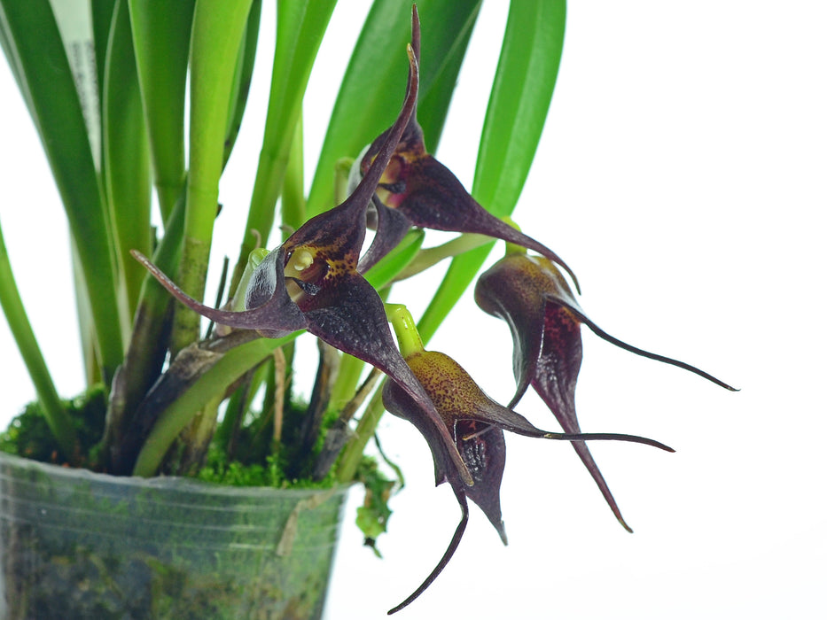 Masdevallia rufolutea