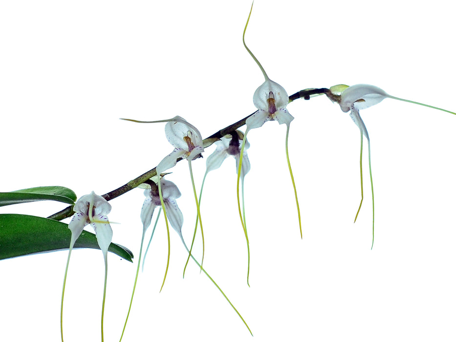 Masdevallia polysticta alba