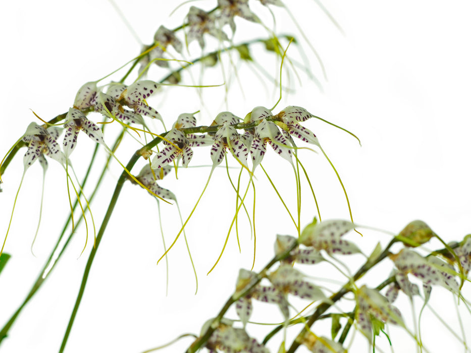 Masdevallia polysticta