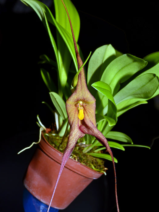 Masdevallia princeps x Drac. roezlli dark