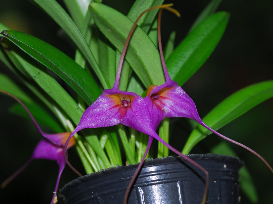 Masdevallia Sweet Leonie