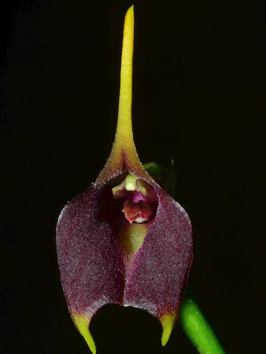 Masdevallia theleura