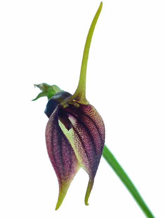 Masdevallia theleura