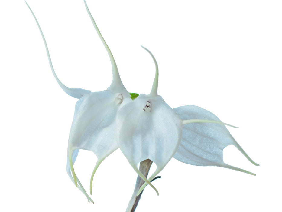 Masdevallia tovarensis