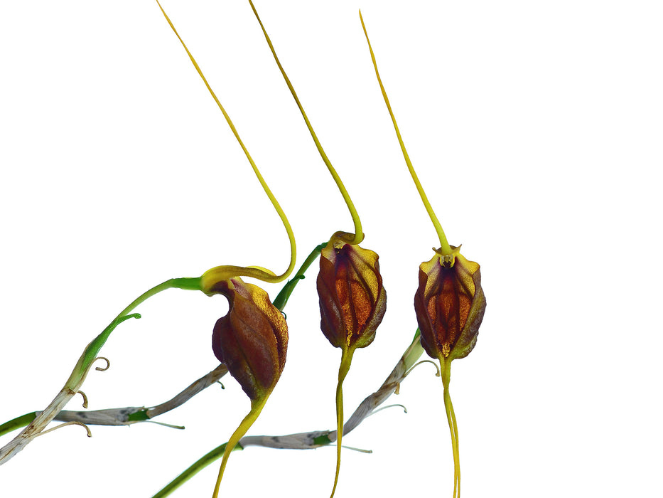 Masdevallia trochilus