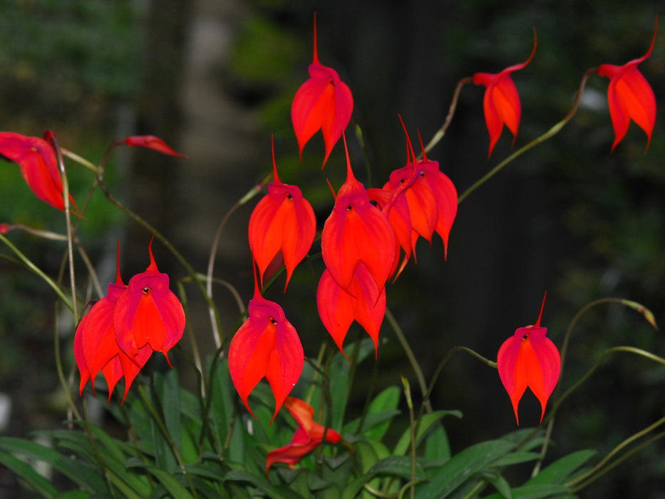 Masdevallia veitchiana