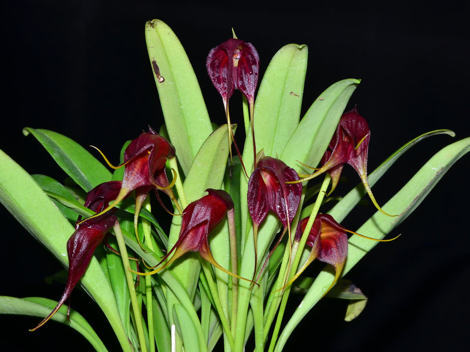 Masdevallia vidua